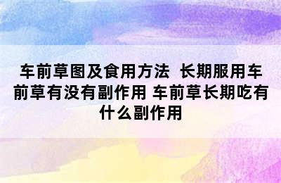 车前草图及食用方法  长期服用车前草有没有副作用 车前草长期吃有什么副作用